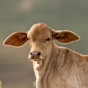 A captivating close-up of a young brown calf in a serene outdoor setting.