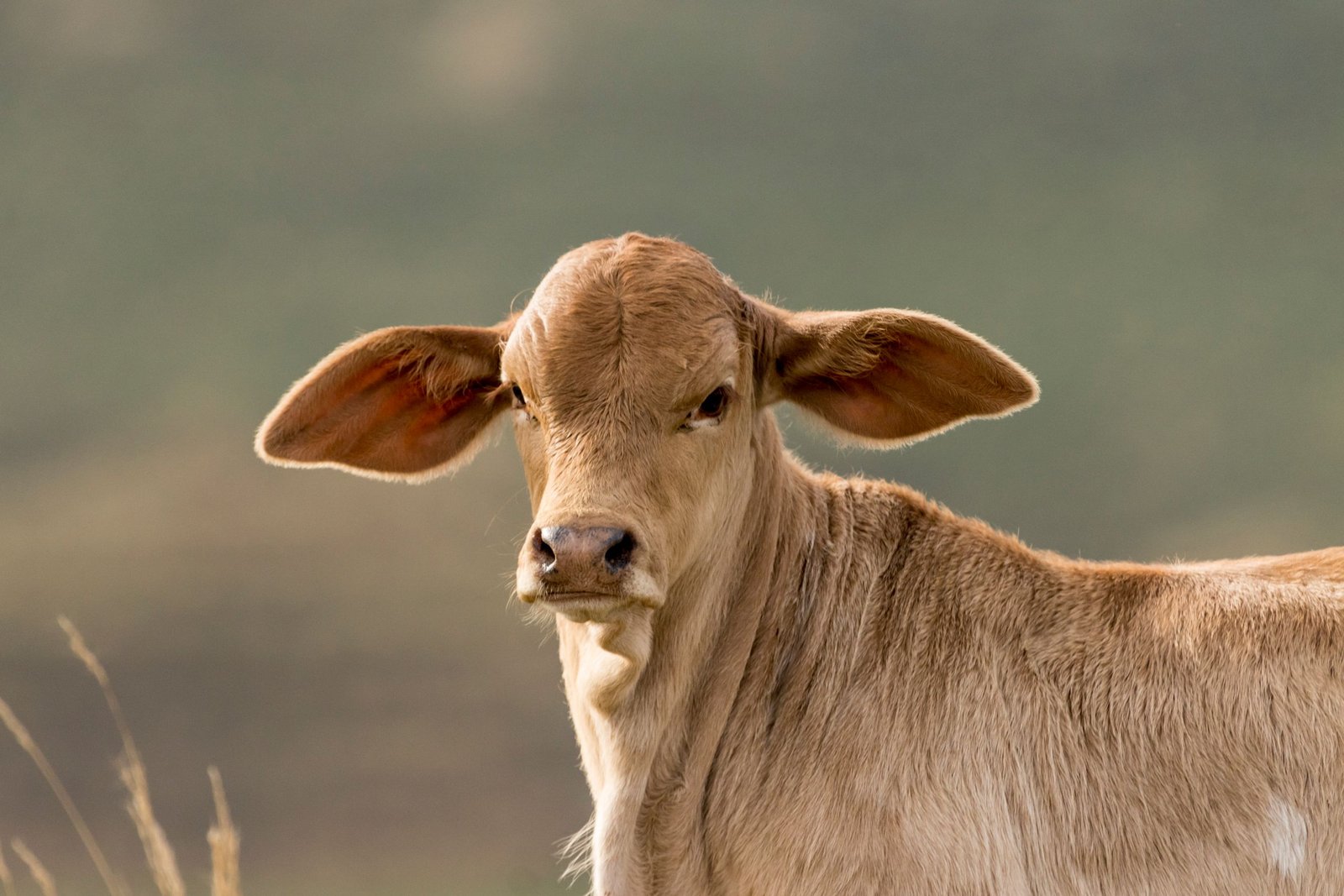 A captivating close-up of a young brown calf in a serene outdoor setting.