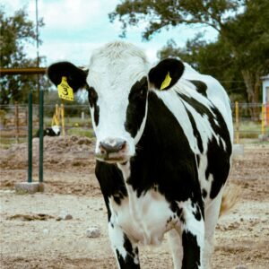 A Holstein cow with ear tags stands in a rural outdoor pasture.