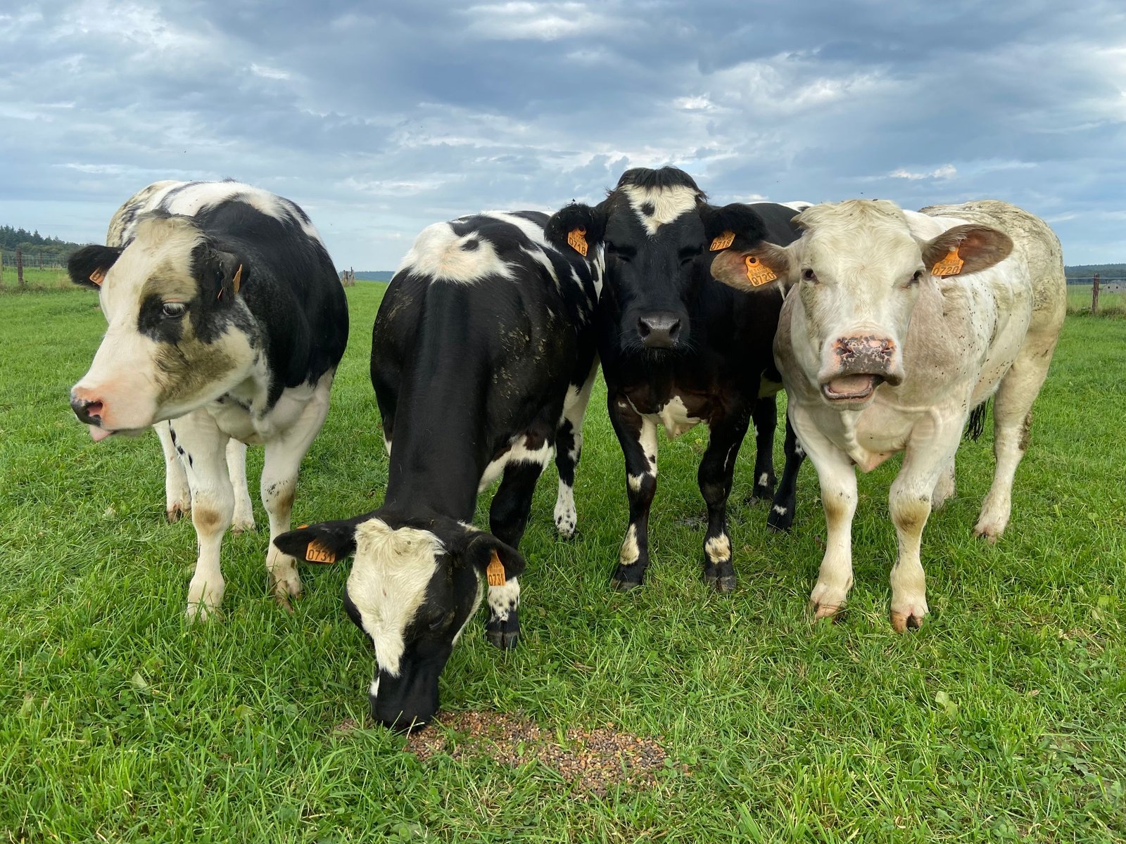 Four cows grazing in a green pasture in Bouillon, Belgium under a cloudy sky.