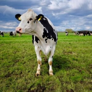 Holstein Friesian cow standing in a lush Dutch field under a cloudy sky.