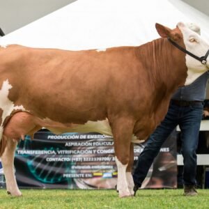 Simbrah cow showcased at an agricultural event in Cogua, Colombia, highlighting cattle breeding excellence.